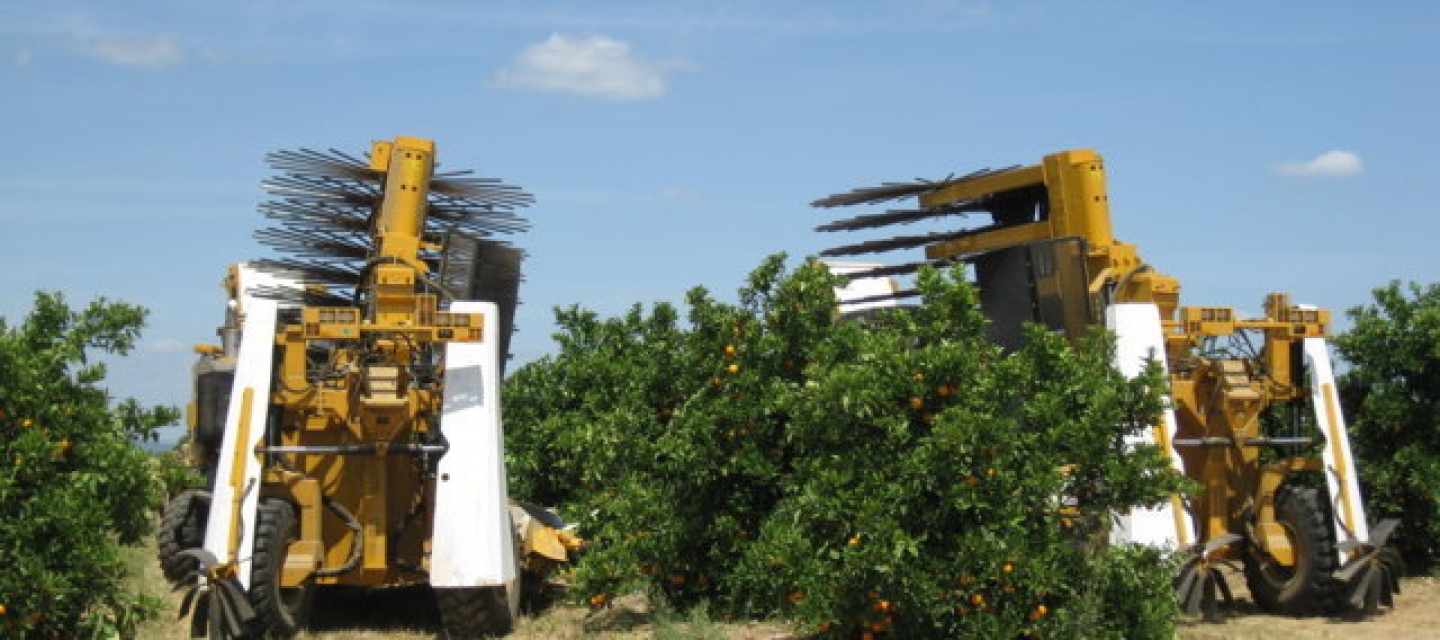 Recolección mecanizada del cultivo de cítricos | INNOVAGRIINNOVAGRI