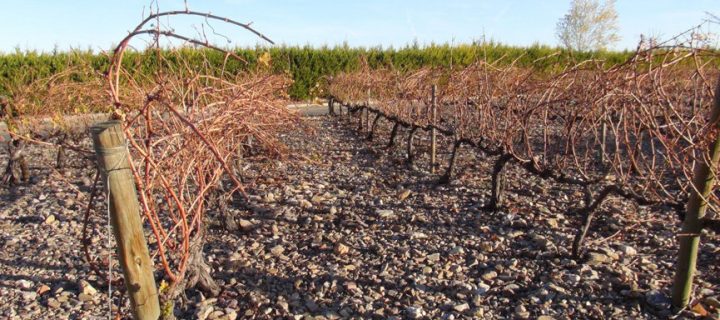 Un proyecto aragonés busca aprovechar la prepoda de la vid como biomasa