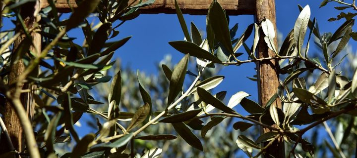 La Rioja inicia la campaña para la recogida de material vegetal de olivos singulares