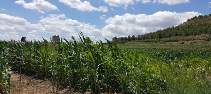 Influencia del paisaje agrícola en la abundancia de herbívoros y sus enemigos naturales en maíz