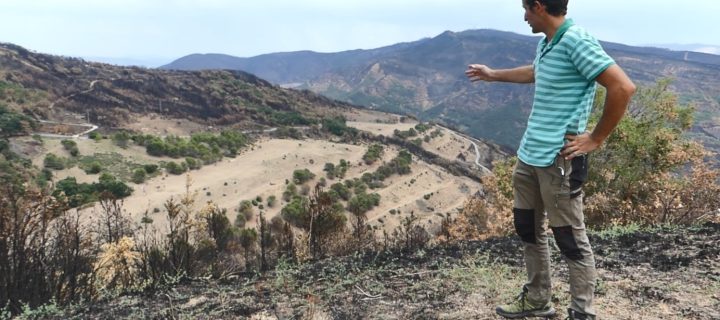 El papel de la ganadería extensiva en el control de incendios