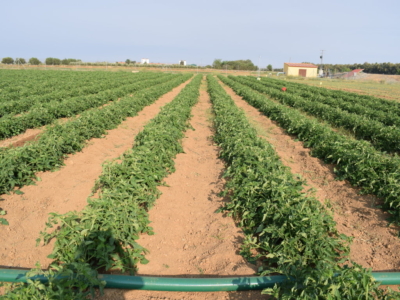 Consejos Para Optimizar El Riego Por Goteo En El Cultivo De Tomates: Caudal  Y Frecuencia Adecuados