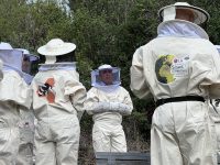 Smart Green Bees: la recuperación de la abeja ibérica
