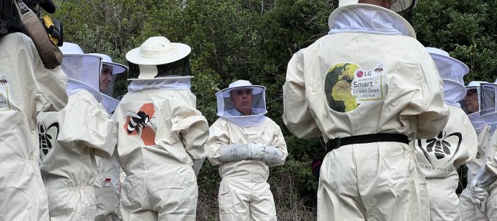 Smart Green Bees: la recuperación de la abeja ibérica