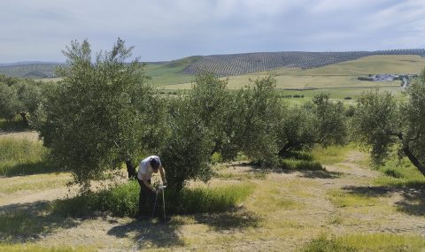 Carbón vegetal y micorrizas para mejorar el suelo del olivar