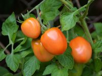 Desarrollan nuevas líneas de tomate Muchamiel y Pera