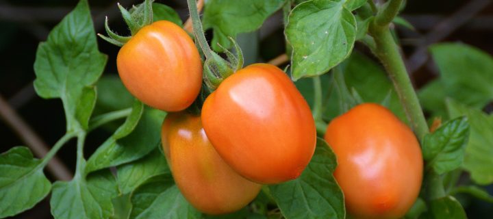 Desarrollan nuevas líneas de tomate Muchamiel y Pera