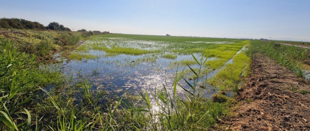 Virus del Nilo: Control biológico para prevenir la proliferación de mosquitos en el cultivo del arroz