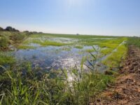 Virus del Nilo: Control biológico para prevenir la proliferación de mosquitos en el cultivo del arroz