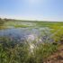 Virus del Nilo: Control biológico para prevenir la proliferación de mosquitos en el cultivo del arroz