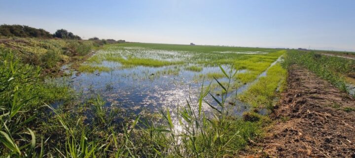 Virus del Nilo: Control biológico para prevenir la proliferación de mosquitos en el cultivo del arroz