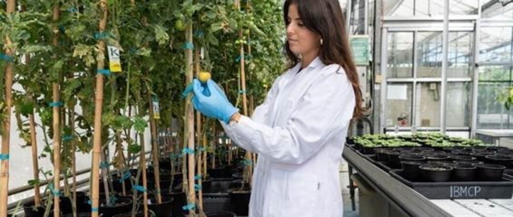 Desarrollan un producto para aumentar el rendimiento de la lechuga y el brócoli en terrenos con salinidad y sequía