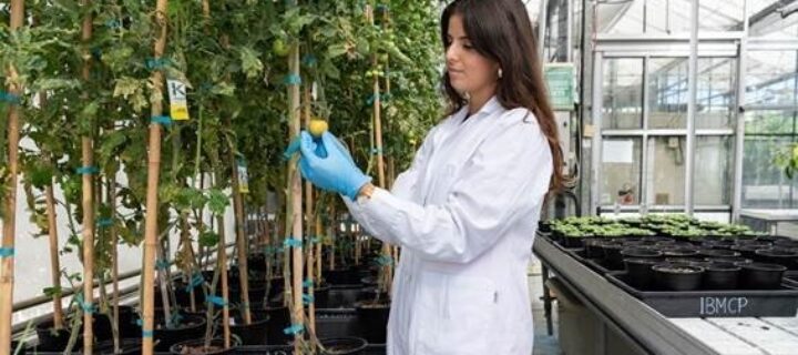 Desarrollan un producto para aumentar el rendimiento de la lechuga y el brócoli en terrenos con salinidad y sequía